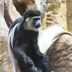 Mantled Colobus (Colobus guereza), 2022-03-16