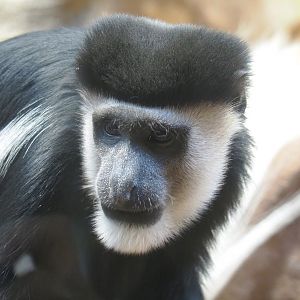 Mantled Colobus (Colobus guereza), 2022-03-16