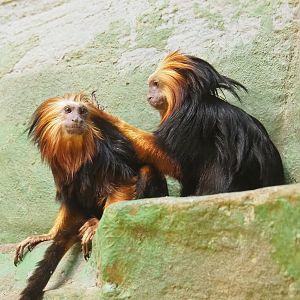 Golden-headed lion tamarin (Leontopithecus chrysomelas), 2022-03-16