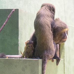 Hamlyn's monkeys (Cercopithecus hamlyni), 2022-03-16