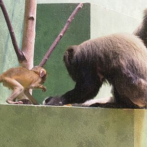 Hamlyn(s monkeys (Cercopithecus hamlyni), 2022-03-16