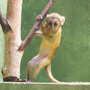 Baby Hamlyn's monkey (Cercopithecus hamlyni), 2022-03-16