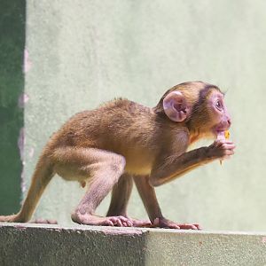 Baby Hamlyn's monkey (Cercopithecus hamlyni), 2022-03-16