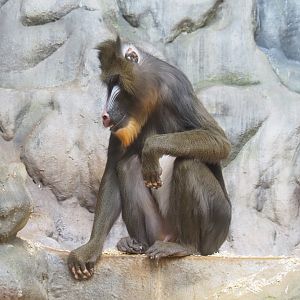 Mandrill (Mandrillus sphinx), 2022-03-16