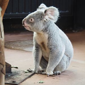 Queensland koala (Phascolarctos cinereus), 2022-03-16
