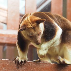 Goodfellow's tree kangaroo (Dendrolagus goodfellowi buergersi), 2022-03-16