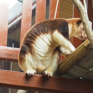 Goodfellow's tree kangaroo (Dendrolagus goodfellowi buergersi), 2022-03-16