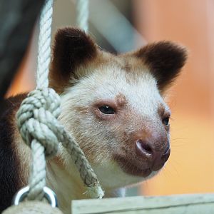 Goodfellow's tree kangaroo (Dendrolagus goodfellowi buergersi), 2022-03-16