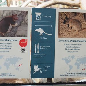 Goodfellow's tree kangaroo and Western woylie signage, 2022-03-16