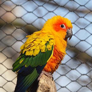 Sun conure (Aratinga solstitialis), 2022-03-16