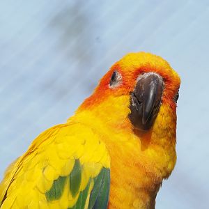 Sun conure (Aratinga solstitialis), 2022-03-16