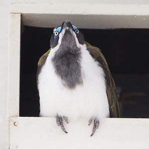 Blue-faced honeyeater (Entomyzon cyanotis), 2022-03-16