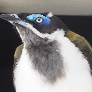 Blue-faced honeyeater (Entomyzon cyanotis), 2022-03-16