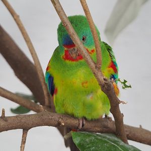 Swift parrot (Lathamus discolor), 2022-03-16
