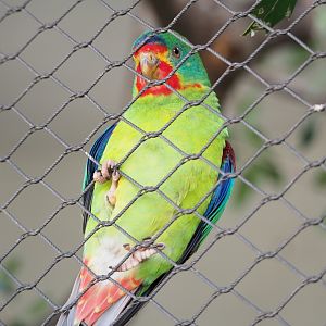 Swift parrot (Lathamus discolor), 2022-03-16