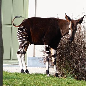 Okapi (Okapia johnstoni), 2022-03-16