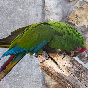 Mexican military macaw (Ara militaris mexicana), 2022-03-16