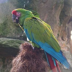 Mexican military macaw (Ara militaris mexicana), 2022-03-16