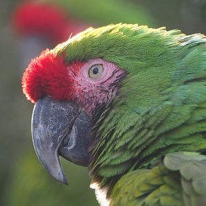 Mexican military macaw (Ara militaris mexicana), 2022-03-16