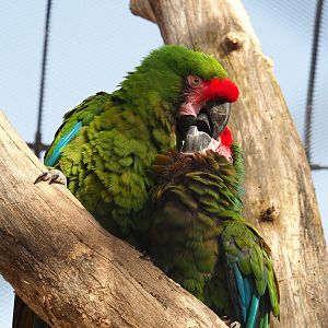 Mexican military macaws (Ara militaris mexicana), 2022-03-16