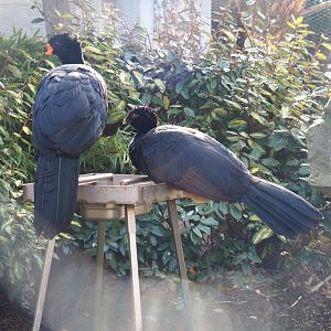 Red-billed curassows (Crax blumenbachii), 2022-03-16