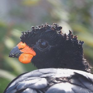 Male Red-billed curassow (Crax blumenbachii), 2022-03-16
