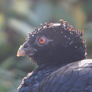 Female Red-billed curassow (Crax blumenbachii), 2022-03-16
