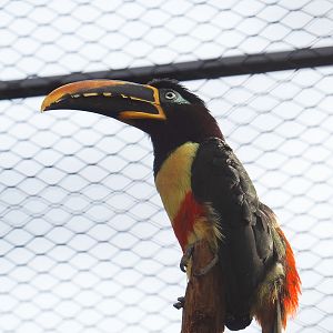 Chestnut-eared aracari (Pteroglossus castanotis), 2022-03-16