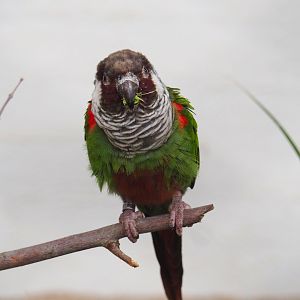 Brazilian grey-breasted conure (Pyrrhura griseipectus), 2022-03-16