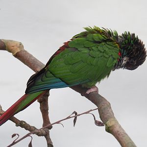Brazilian grey-breasted conure (Pyrrhura griseipectus), 2022-03-16