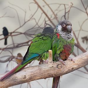 Brazilian grey-breasted conures (Pyrrhura griseipectus), 2022-03-16