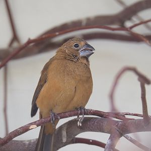 Female Ultramarine grosbeak (Cyanoloxia brissonii), 2022-03-16