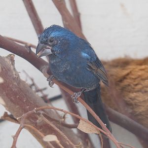 Male Ultramarine grosbeak (Cyanoloxia brissonii), 2022-03-16