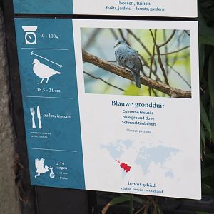 New species signage - Blue ground dove, 2022-03-16