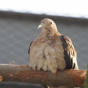 Blue ground dove (Claravis pretiosa), 2022-03-16