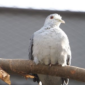 Blue ground dove (Claravis pretiosa), 2022-03-16