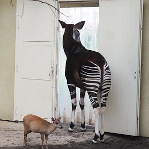 Okapi (Okapia johnstoni) and Red duiker (Cephalophus natalensis), 2022-03-16