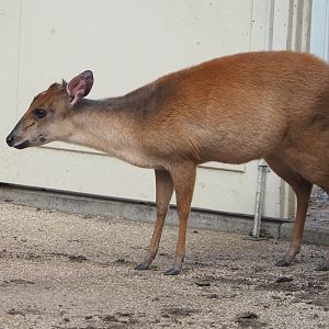 Red duiker (Cephalophus natalensis), 2022-03-16