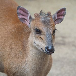 Red duiker (Cephalophus natalensis), 2022-03-16