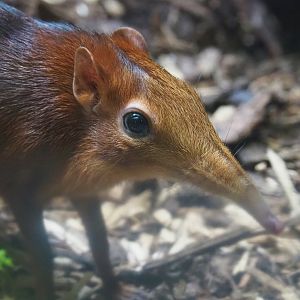 Black-and-rufous elephant shrew (Rhynchocyon petersi), 2022-03-16