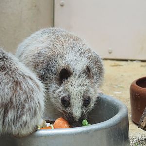 Northern Luzon giant cloud rat (Phloeomys pallidus), 2022-03-16