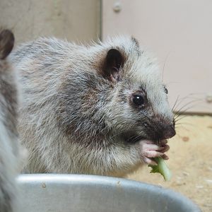 Northern Luzon giant cloud rat (Phloeomys pallidus), 2022-03-16