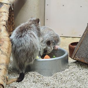 Northern Luzon giant cloud rats (Phloeomys pallidus), 2022-03-16