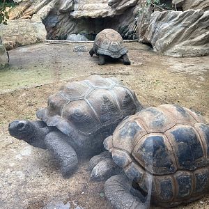 Bristol Zoo tortoise enclosure