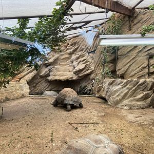 Bristol Zoo tortoise enclosure