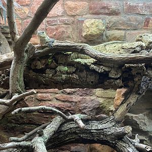 Bristol Zoo reptile house