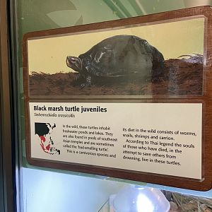 Bristol Zoo reptile house