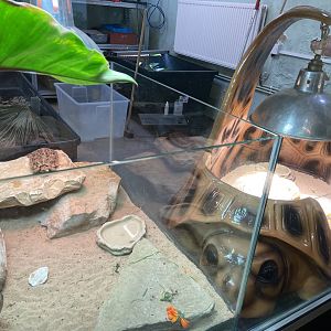 Bristol Zoo reptile house