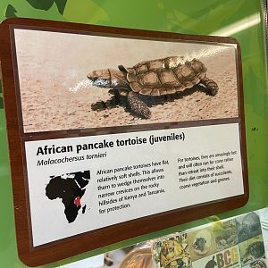 Bristol Zoo reptile house