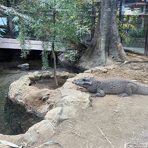 Bristol Zoo reptile house